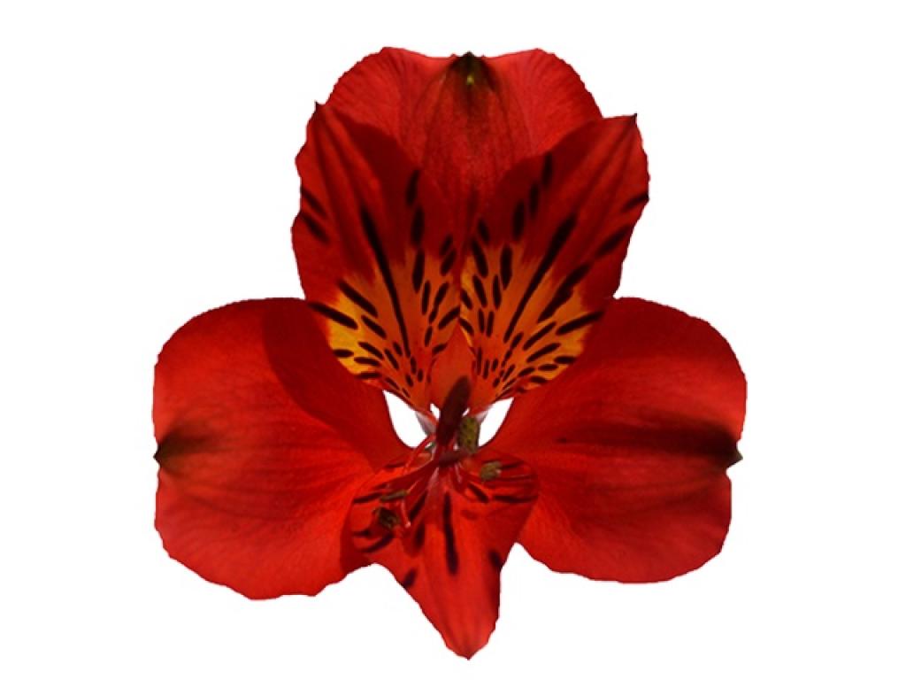 Alstroemeria Red Angelina-image