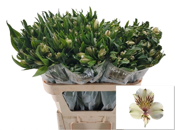 Alstroemeria White Himalaya-image