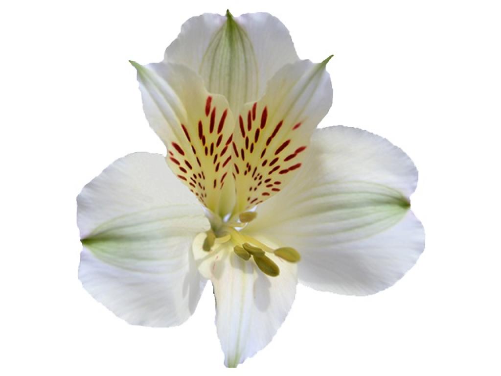 Alstroemeria White Whistler-image