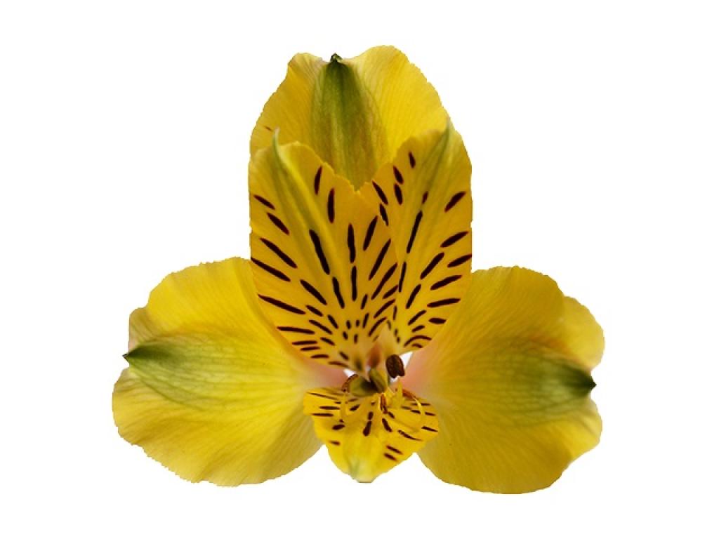 Alstroemeria Yellow Shakira-image