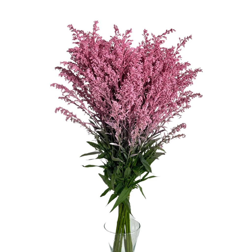 Solidago painted pink-image