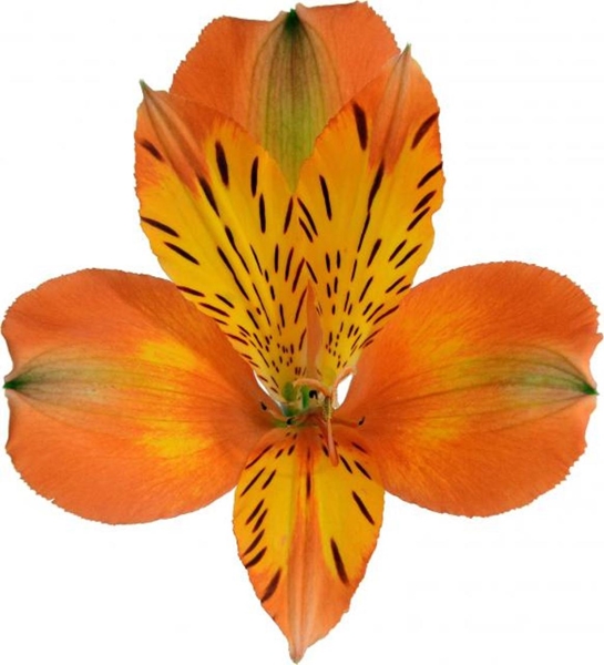 Alstroemeria Jaffa-image