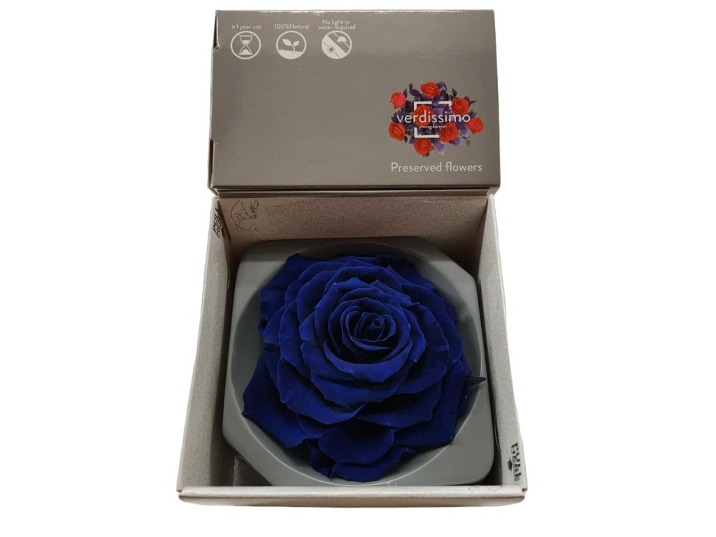 Ice Dry Rose Dark Blue-image