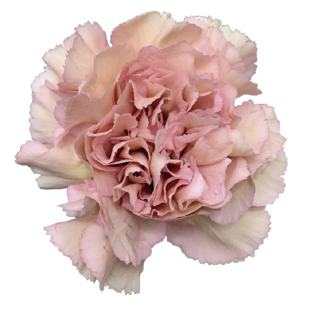 Dianthus Creola-image