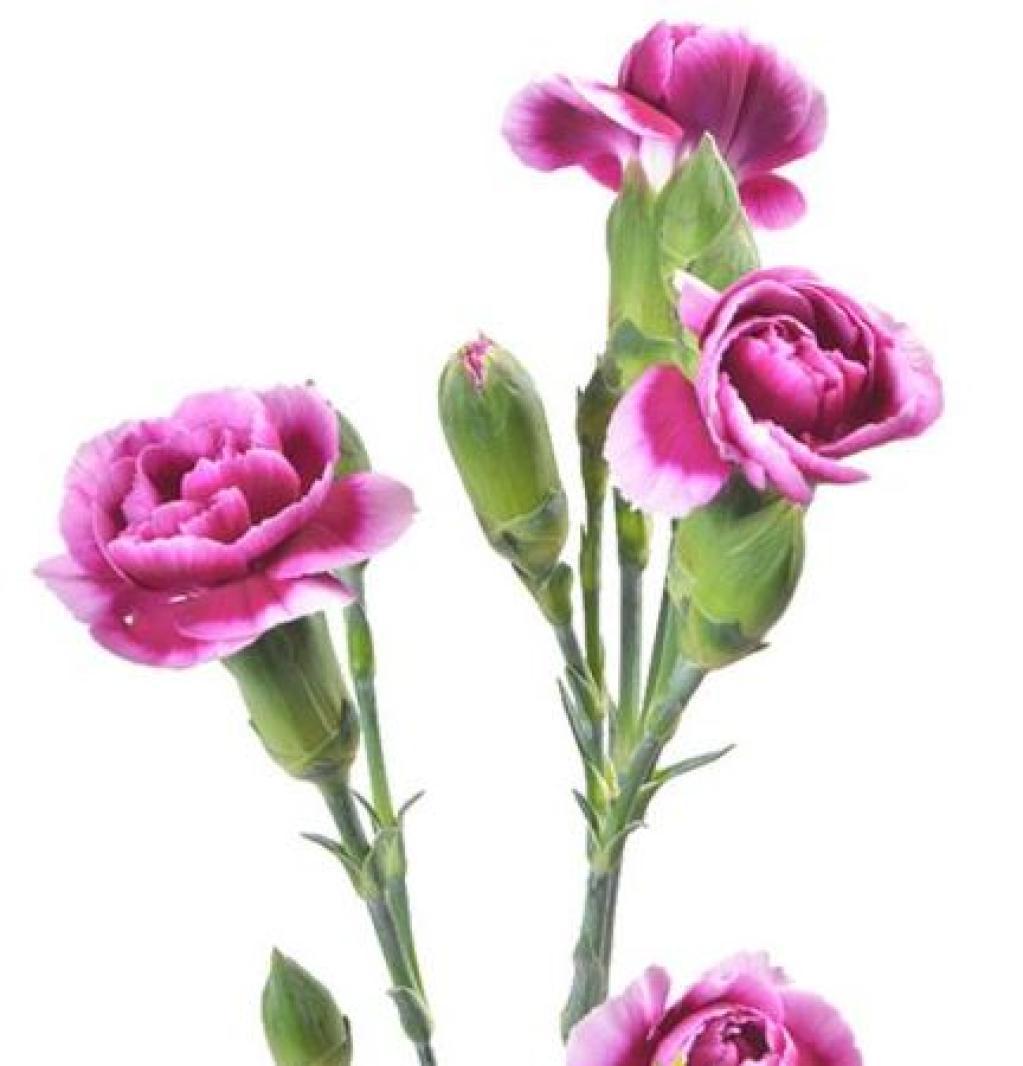 Dianthus Juliana-image