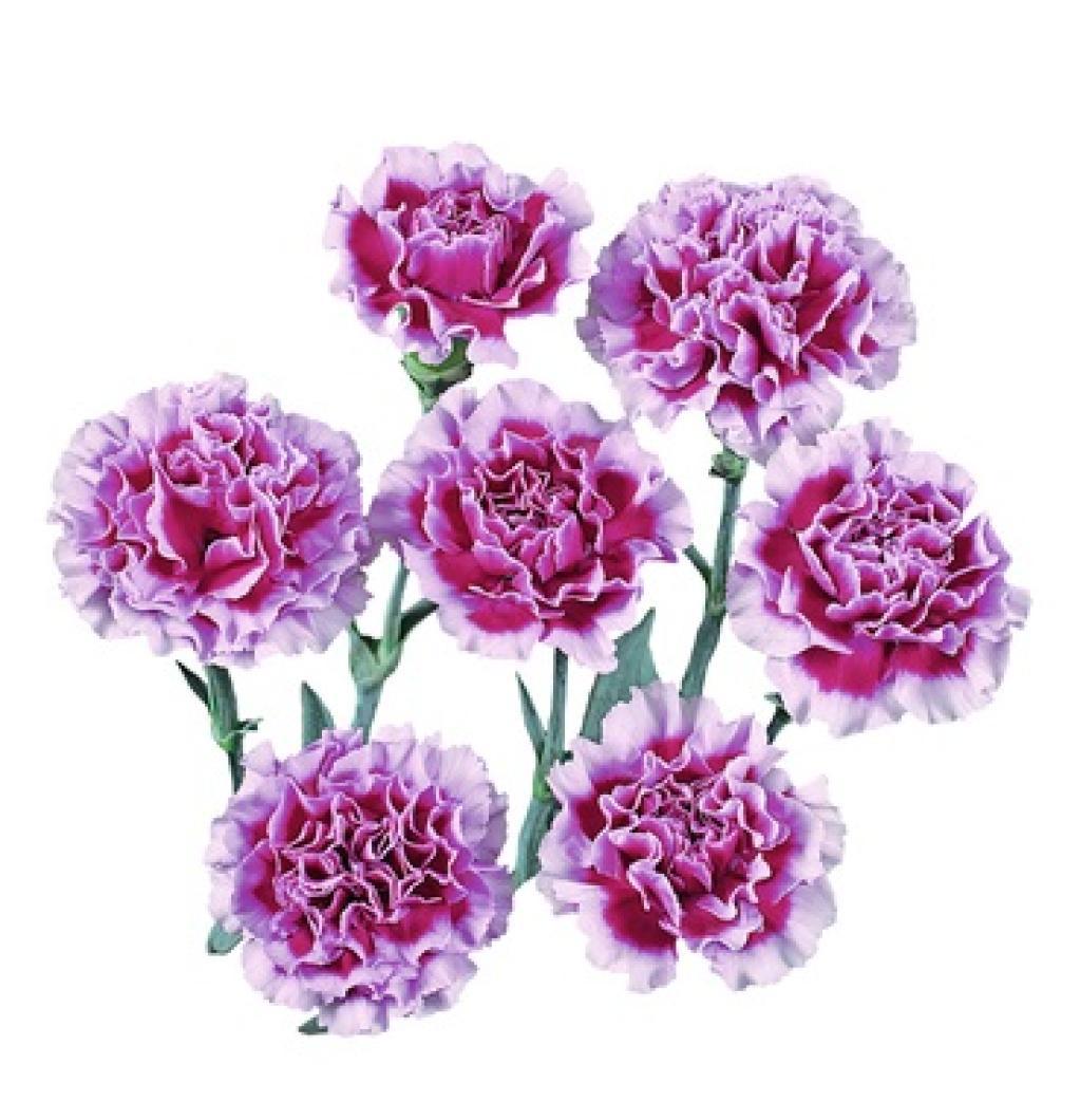 Dianthus Ekeko-image