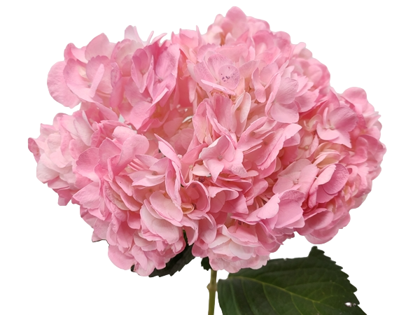 Hydrangea tinted select bubble gum-image