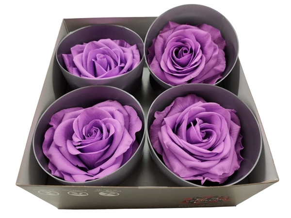 Ice Dry Rose Bright Lilac-image