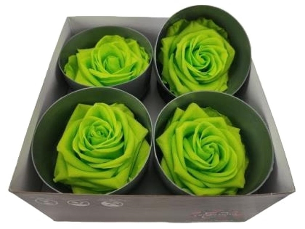 Ice Dry Rose Lime Green-image